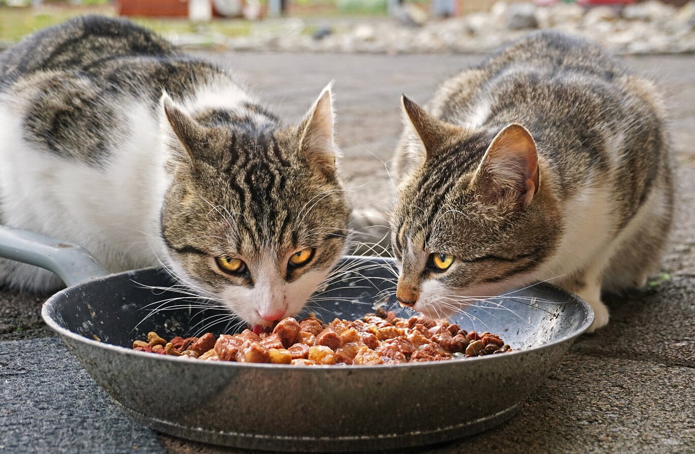 Alimentación Especial Para Gatos Esterilizados: Cuida Su Salud - Mercadillo5