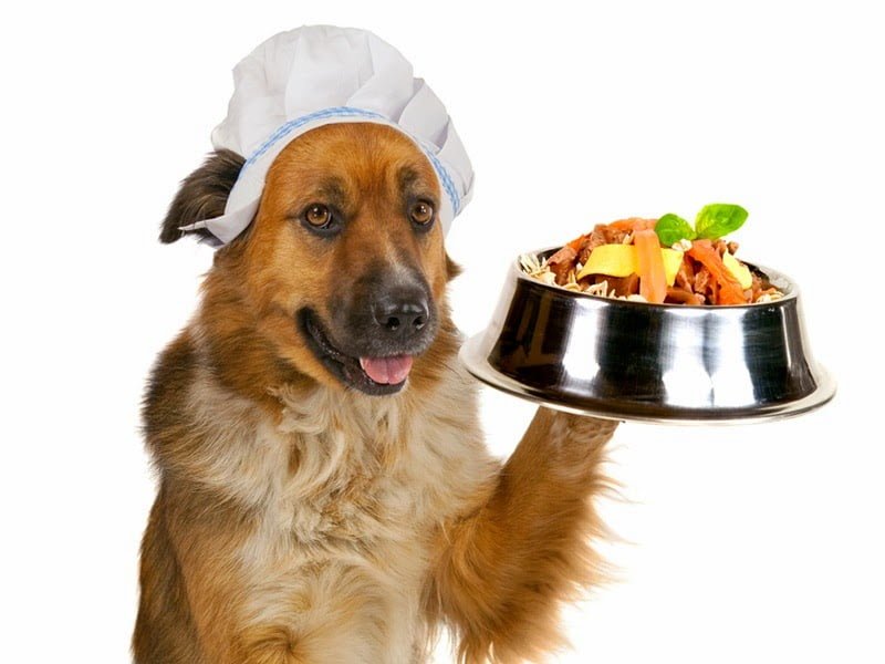 Alimentación Especial Para Perros: Cuida La Salud De Tu Mascota - Mercadillo5