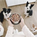 Descubre las mejores dietas especiales para perros alérgicos