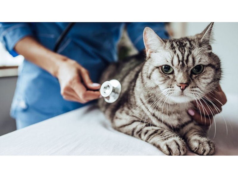 La Importancia De Las Visitas Al Veterinario Para Tus Gatos - Mercadillo5
