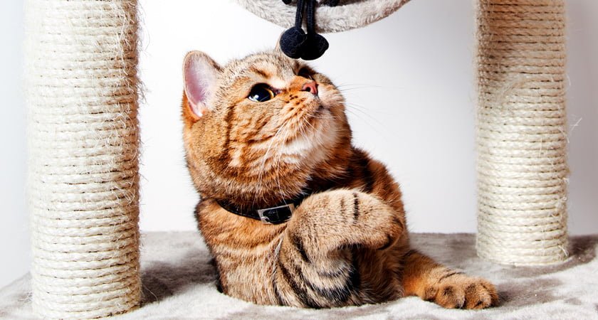 Los Mejores Rascadores Y Árboles Para Gatos: Mantén A Tu Mascota Feliz - Mercadillo5