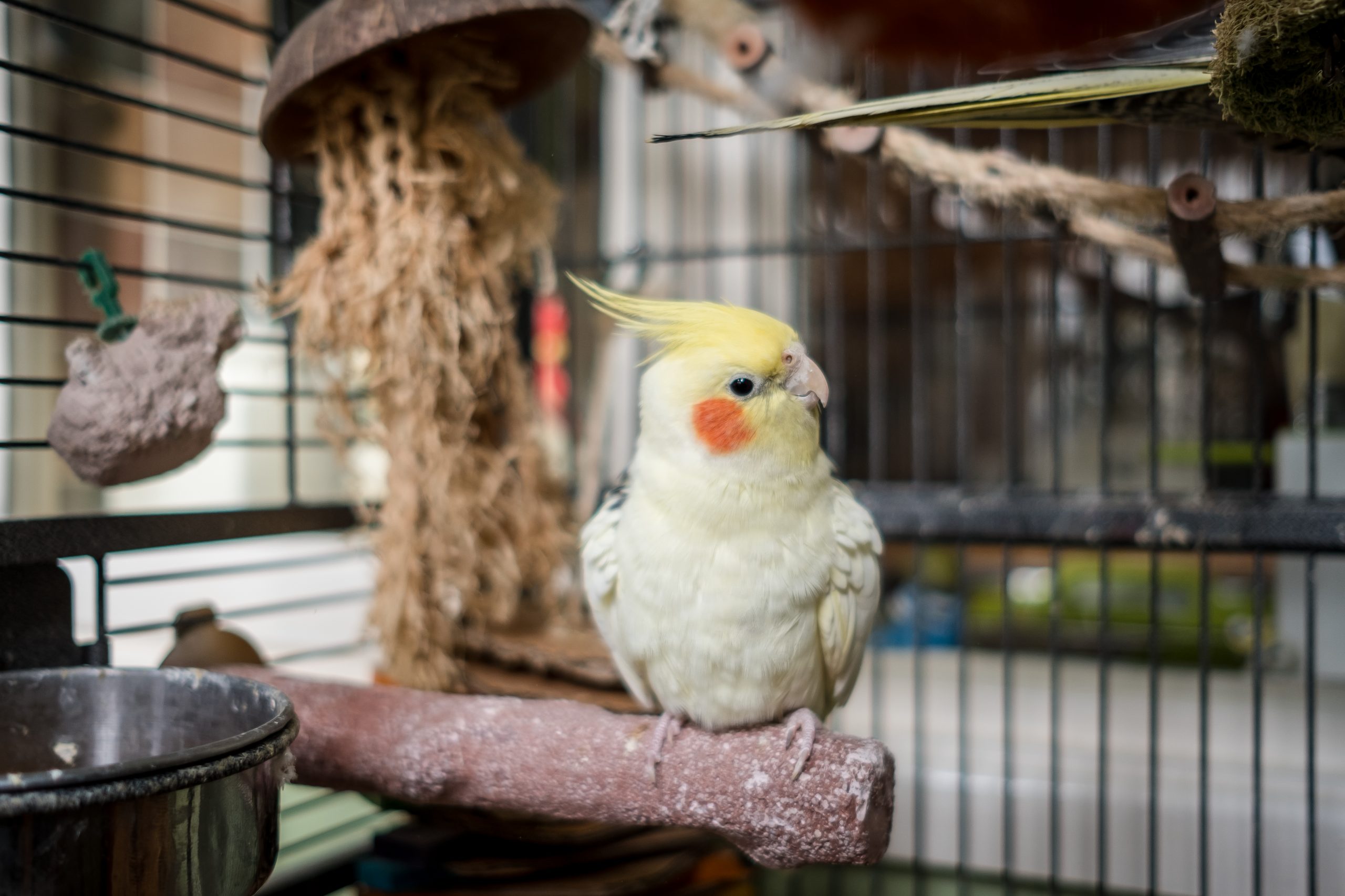 Mascotas - Aves - Cómo Identificar Signos De Buena Salud En Aves - Mercadillo5