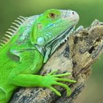 Mascotas exóticas: Terrarios reptiles para un hogar único